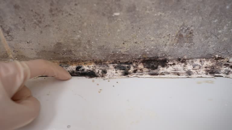 Best Mold Prevention Services  in Springdale, MD