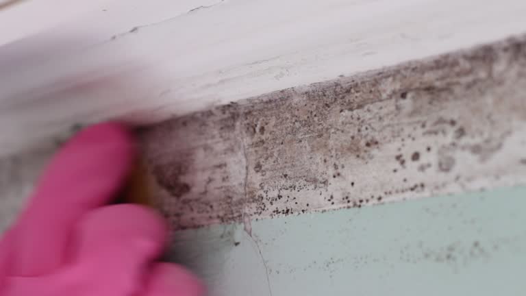 Best Mold Odor Removal Services  in Springdale, MD